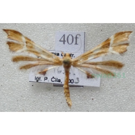 Cnaemidophorus rhododactyla (Denis & Schiffermüller, 1775) Czech40f